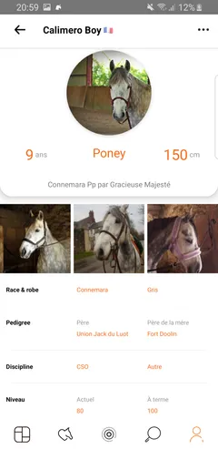 Fiche détaillée d'un cheval Calimero Boy : Connemara gris de 9 ans, 150cm, pedigree, discipline CSO, niveau 80